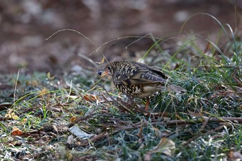 2021年1月16日(土) 津久井湖城山公園の野鳥観察記録