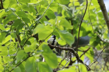 シジュウカラ 早戸川林道 2021年4月25日(日)