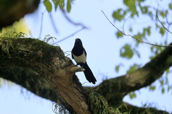 Eurasian Magpie 小城公園 Sat, 4/10/2021