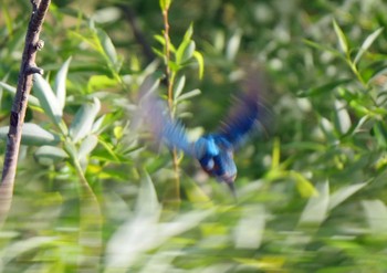 カワセミ 佐鳴湖 2021年4月25日(日)