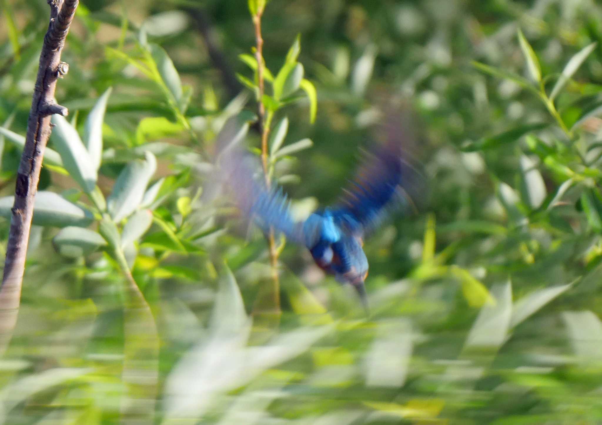 佐鳴湖 カワセミの写真 by Chacoder