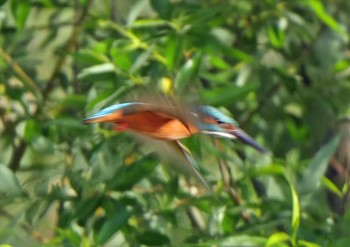 カワセミ 佐鳴湖 2021年4月25日(日)