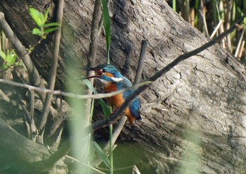 カワセミ 佐鳴湖 2021年4月25日(日)