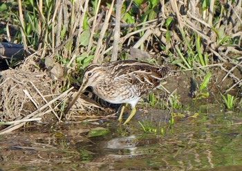 Common Snipe 佐鳴湖 Sun, 4/25/2021