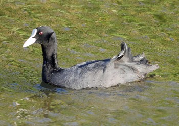 Eurasian Coot 佐鳴湖 Sun, 4/25/2021