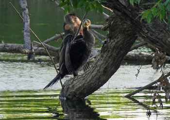 カワウ 佐鳴湖 2021年4月25日(日)