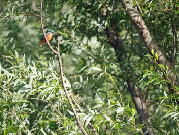 Common Kingfisher 佐鳴湖 Sun, 4/25/2021