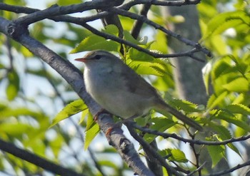 Japanese Bush Warbler 佐鳴湖 Sun, 4/25/2021