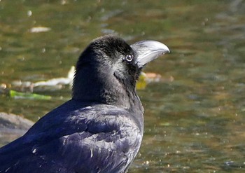 Large-billed Crow 佐鳴湖 Sun, 4/25/2021