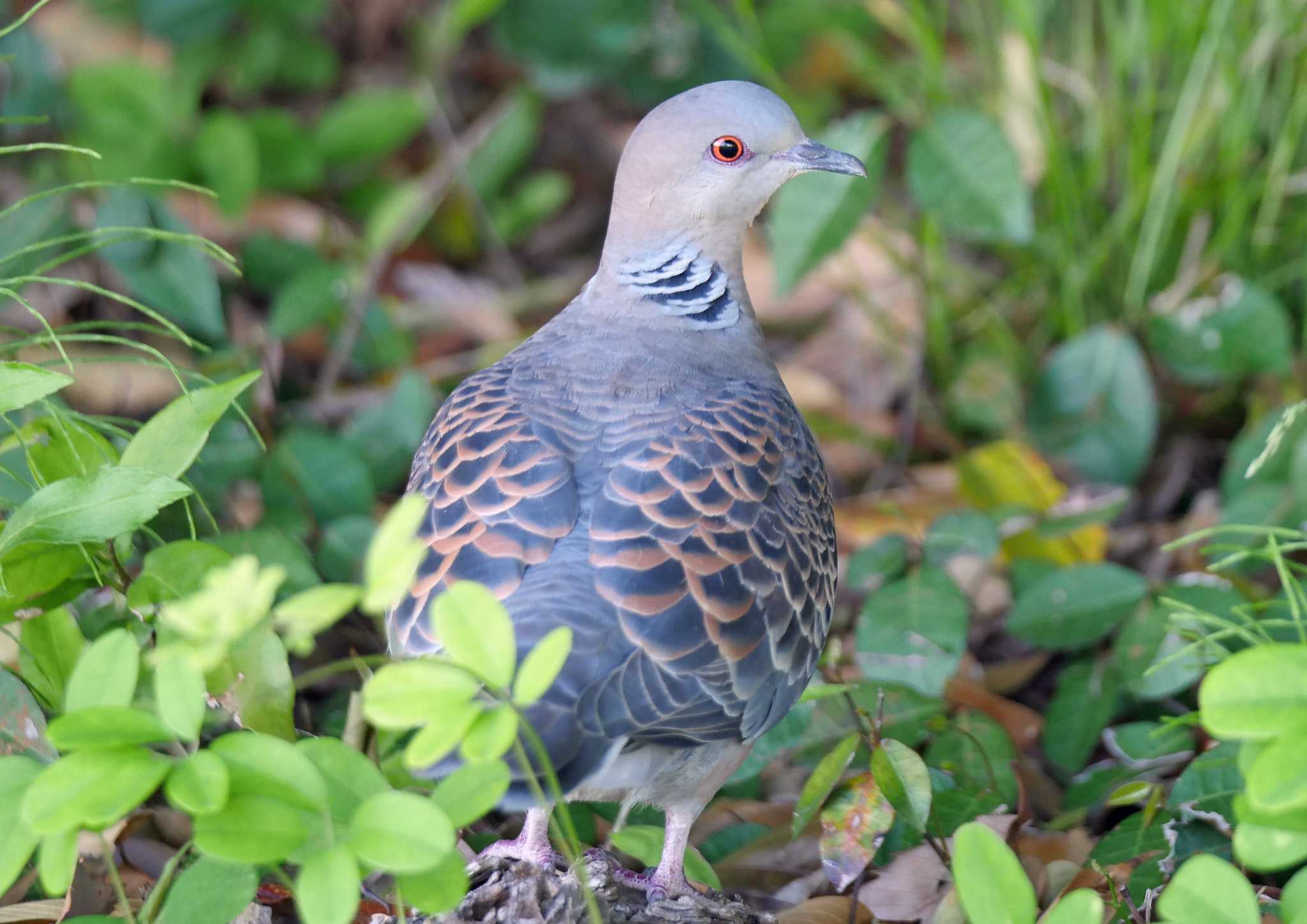 佐鳴湖 キジバトの写真 by Chacoder