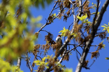 コムクドリ 大阪鶴見緑地 2021年4月11日(日)