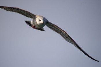 Common Gull 北海道広尾町十勝港 Unknown Date