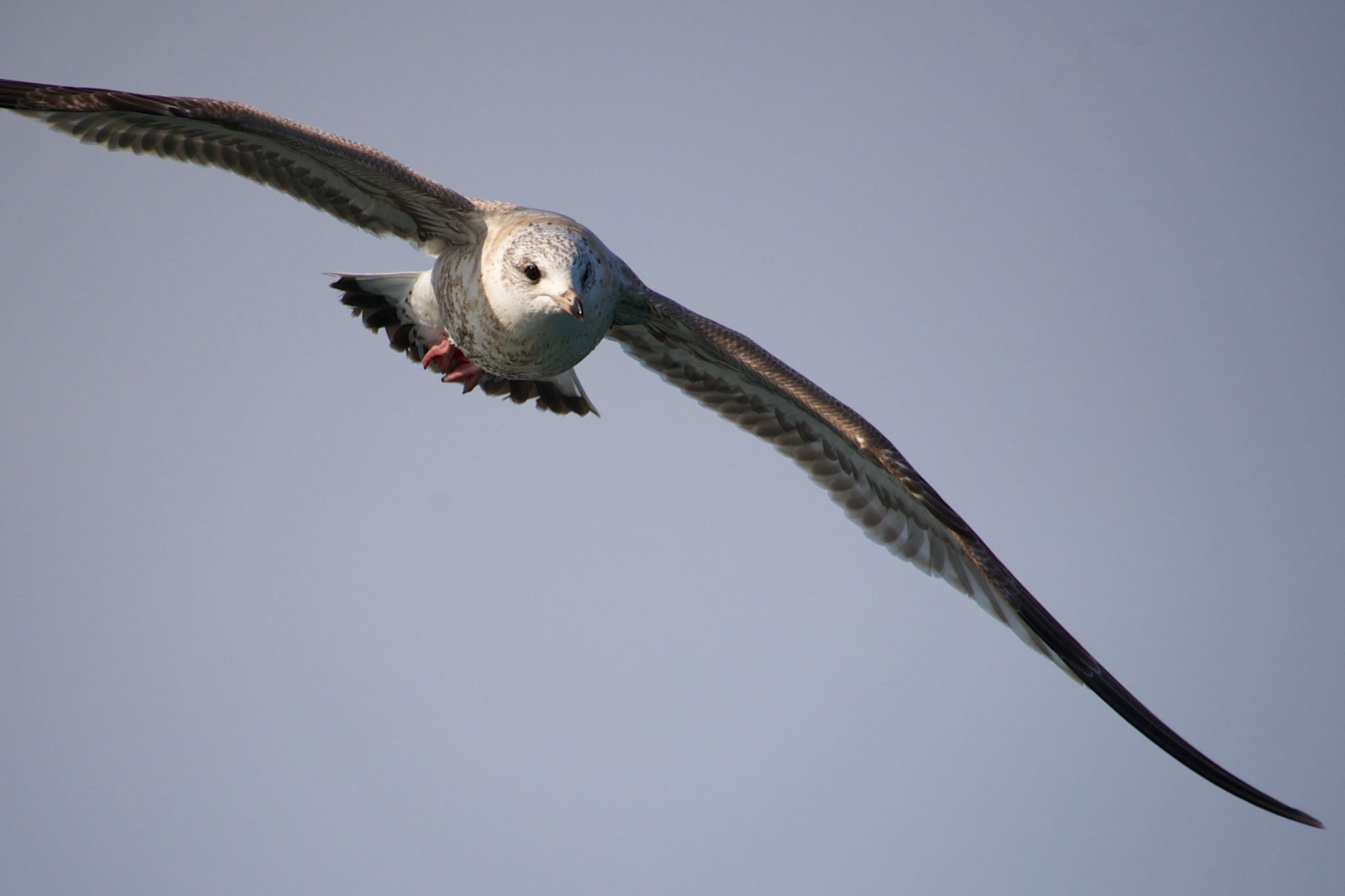 Photo of Common Gull at 北海道広尾町十勝港 by shontak