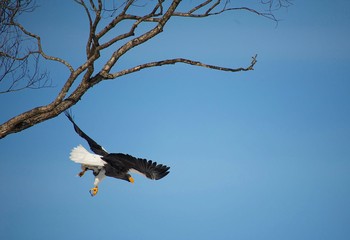 Steller's Sea Eagle 北海道広尾町 Unknown Date