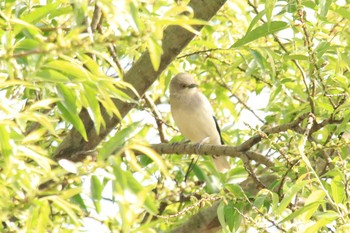 White-shouldered Starling 佐鳴湖 Tue, 4/6/2021