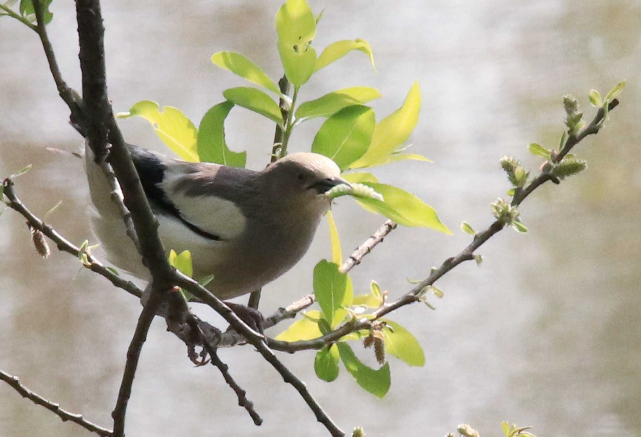 Photo of White-shouldered Starling at 佐鳴湖 by alice.obasan