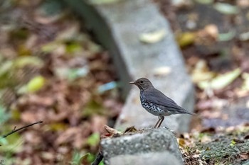 クロツグミ 場所が不明 2021年4月23日(金)