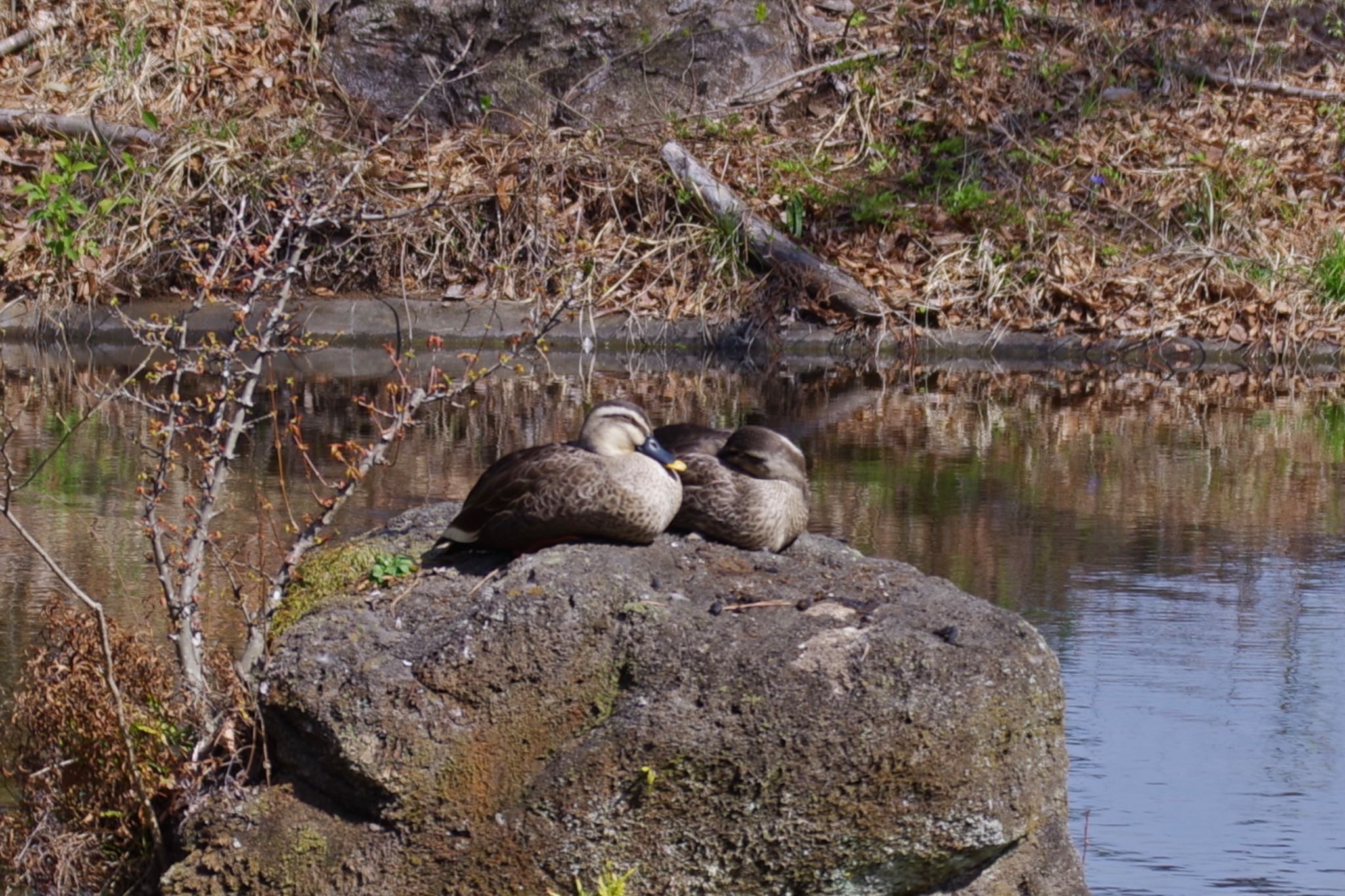 Photo of Eastern Spot-billed Duck at 東京都立小金井公園 by まこぴー