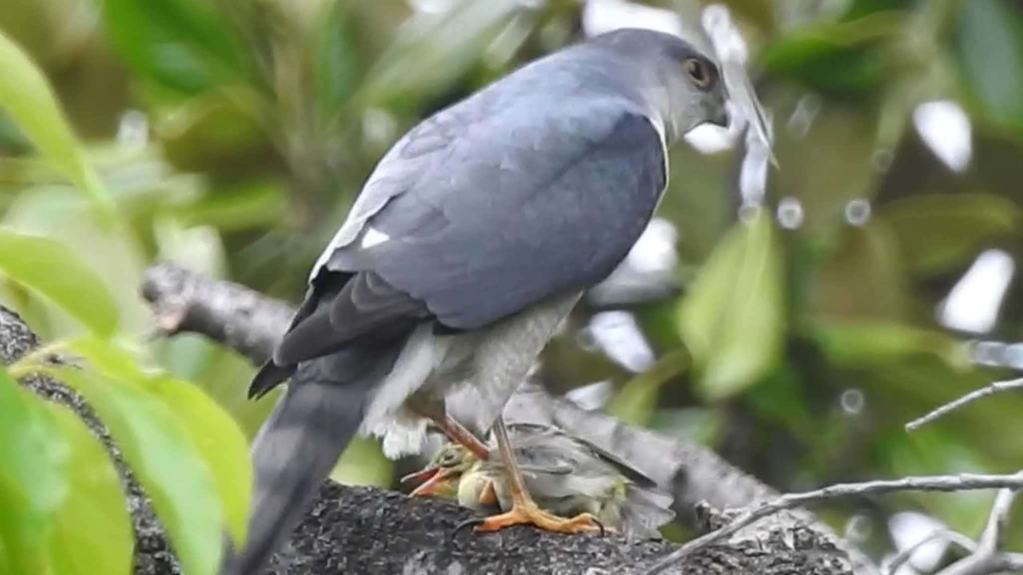 頭と尻が黄色い鳥（名前わからず）がツミ♂に捕まる（動画あり） by 身近な生き物語youtube by mochi(o