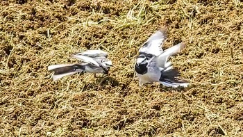 White Wagtail 恩田川 Sun, 4/26/2020