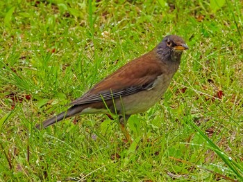 Pale Thrush Showa Kinen Park Wed, 4/14/2021