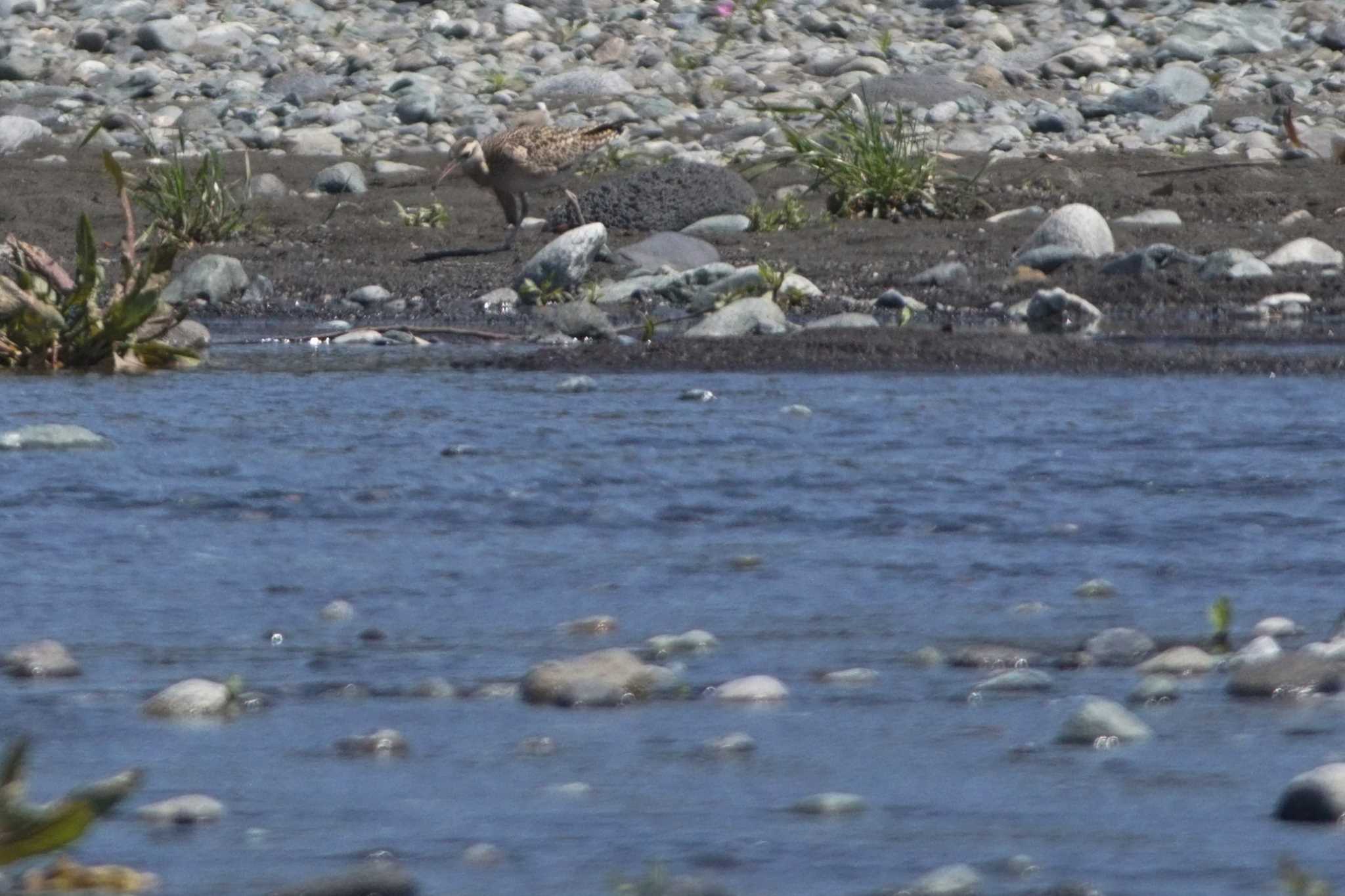 Photo of Little Curlew at 酒匂川 by bea