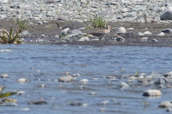 コシャクシギ 酒匂川 2021年4月22日(木)