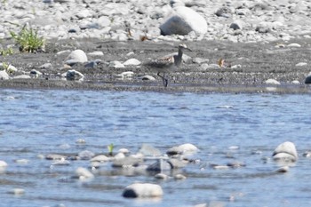 コシャクシギ 酒匂川 2021年4月22日(木)