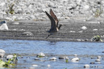 コシャクシギ 酒匂川 2021年4月22日(木)