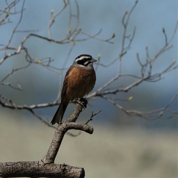 2021年4月26日(月) 守山みさき自然公園の野鳥観察記録