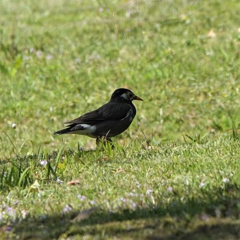 White-cheeked Starling 守山みさき自然公園 Mon, 4/26/2021