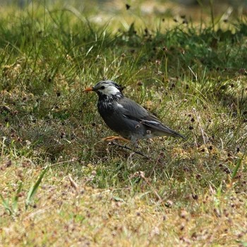 White-cheeked Starling 守山みさき自然公園 Mon, 4/26/2021