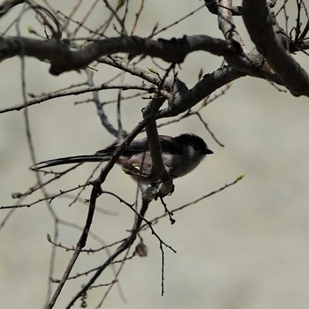 Long-tailed Tit 守山みさき自然公園 Mon, 4/26/2021