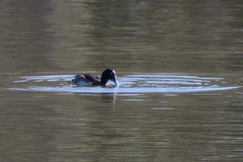 Baer's Pochard Oizumi Ryokuchi Park Sun, 2/19/2017