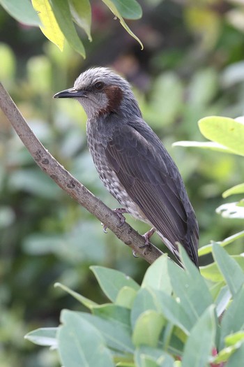 Brown-eared Bulbul USJ Thu, 4/8/2021