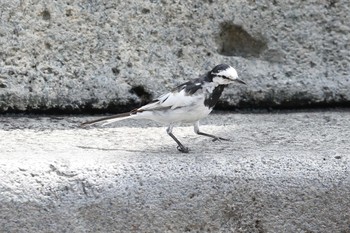 Wagtail USJ Thu, 4/8/2021