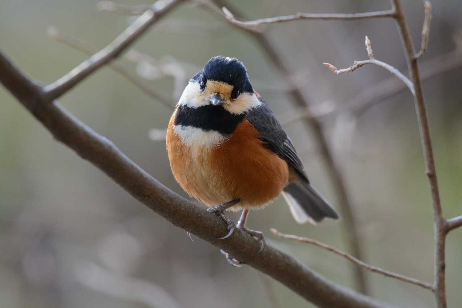 Varied Tit