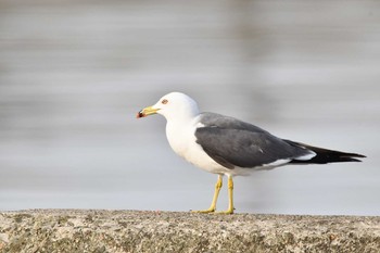 Black-tailed Gull 酒田港(山形県) Sun, 4/25/2021