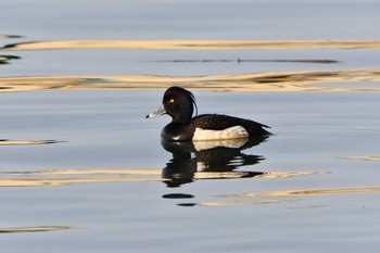 Tufted Duck 酒田港(山形県) Sun, 4/25/2021