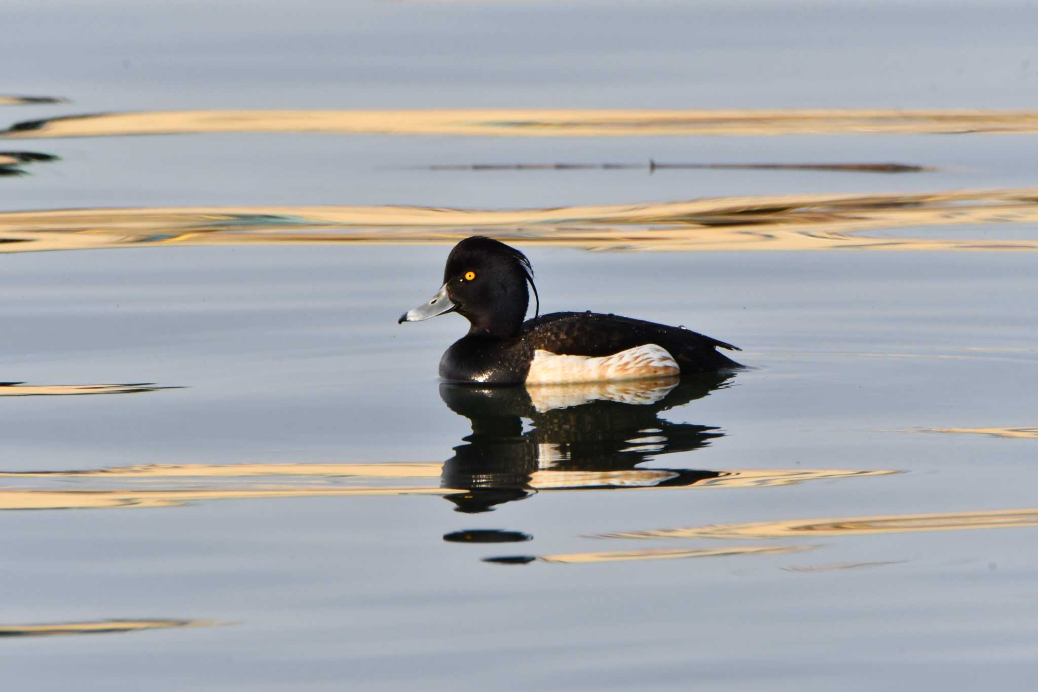 Photo of Tufted Duck at 酒田港(山形県) by のぶ