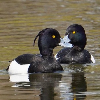 Tufted Duck 月寒公園 Sat, 4/24/2021