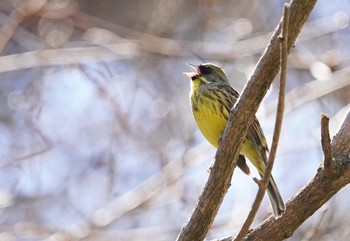 アオジ 野幌森林公園 2021年4月23日(金)