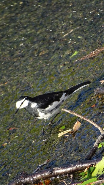 2021年4月26日(月) 多摩川の野鳥観察記録