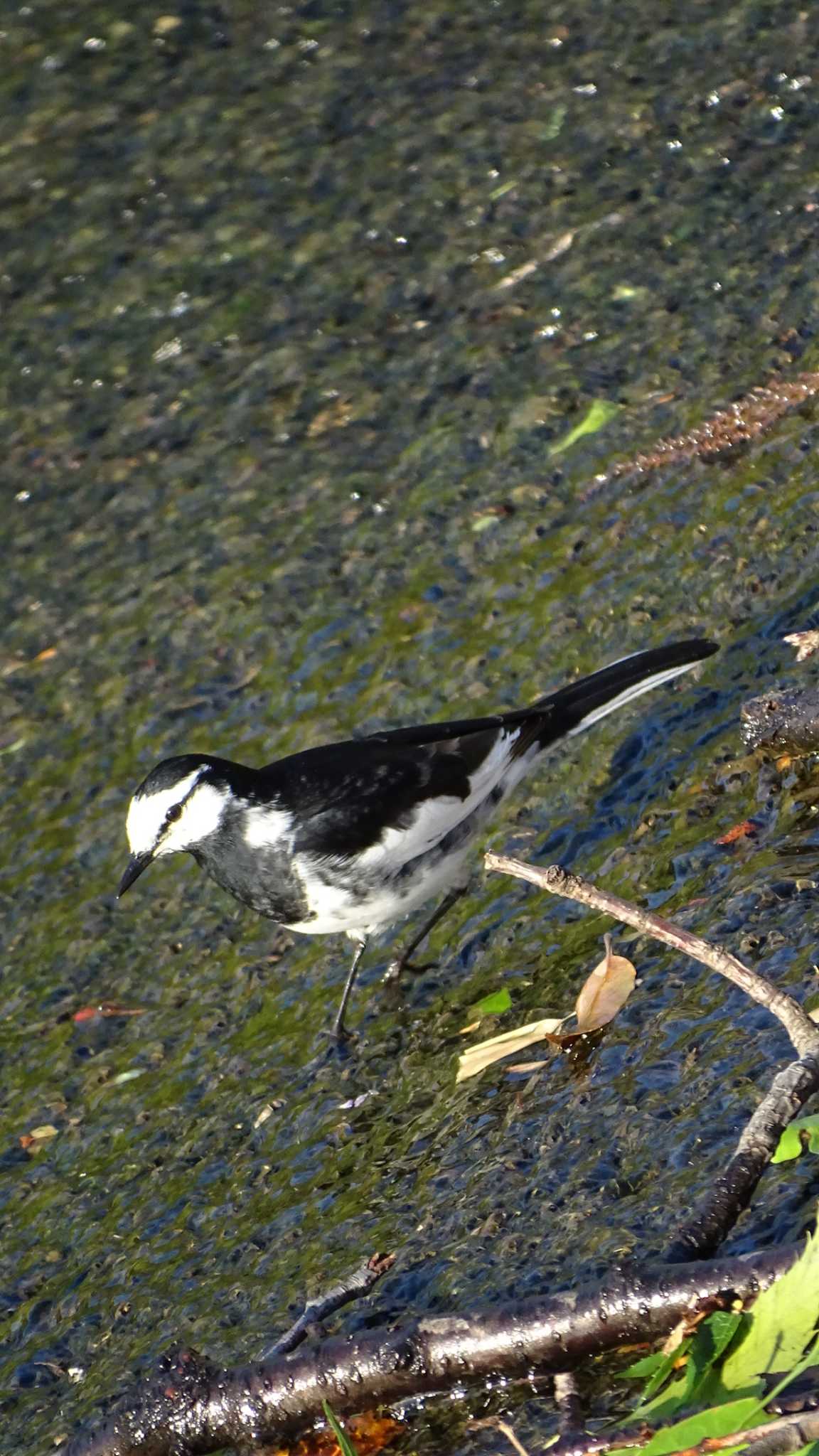 White Wagtail