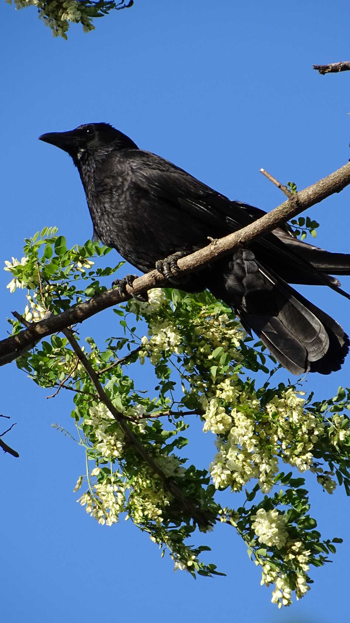 Photo of Carrion Crow at 多摩川 by poppo