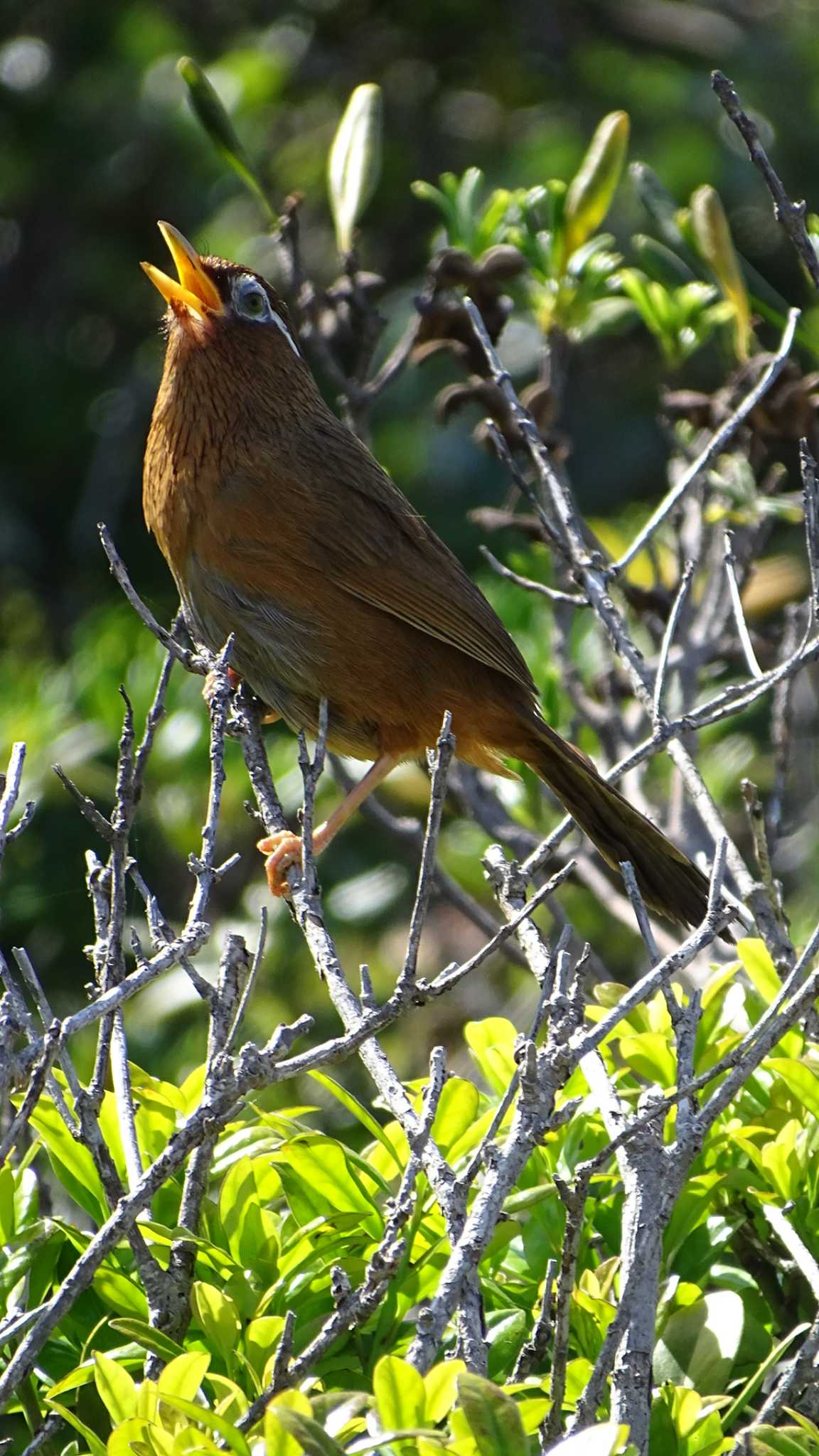 ガビチョウ