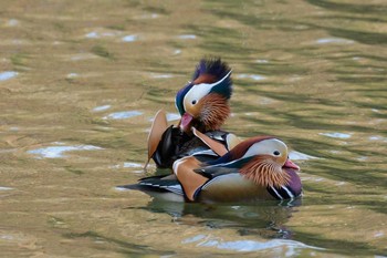 Mandarin Duck 宝ヶ池 Sun, 2/19/2017