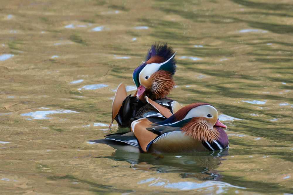 Mandarin Duck