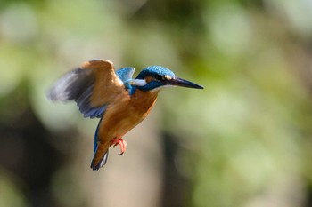 Common Kingfisher Oizumi Ryokuchi Park Sun, 2/19/2017