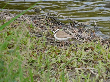 2021年4月25日(日) 京都御苑　賀茂川の野鳥観察記録